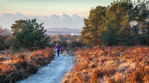 A woman walking a dog on lead along the path through the heathland in winter